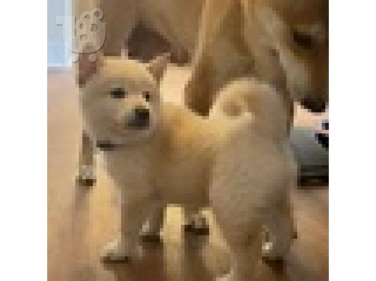 Κουτάβι Shiba Inu προς πώληση