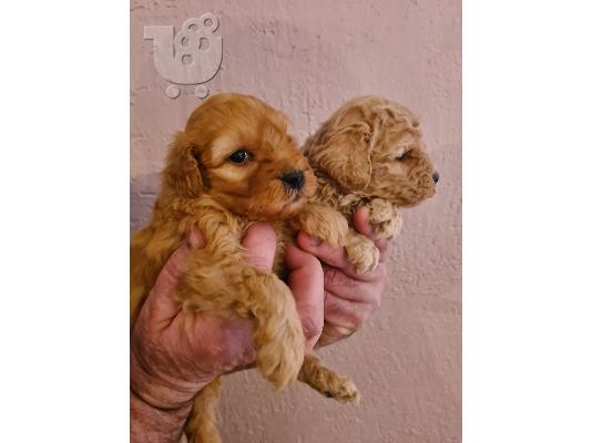Labradoodle κουτάβια προς πώληση