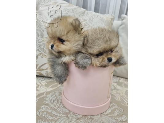 Pomeranians κουτάβια BOO καθαρόαιμα