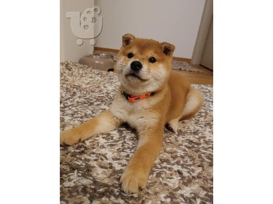 PoulaTo: Κουτάβια Shiba Inu