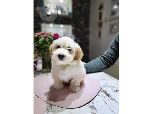 Havanese Bichon
