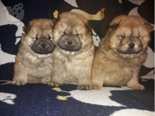 PoulaTo: Πρωταθλητές κουτάβια chow chow
