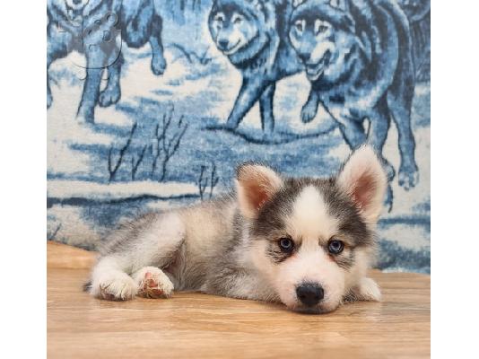 PoulaTo: Siberian Husky Puppies