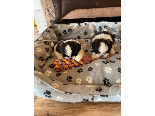 PoulaTo: Κουτάβι Shih Tzu προς πώληση