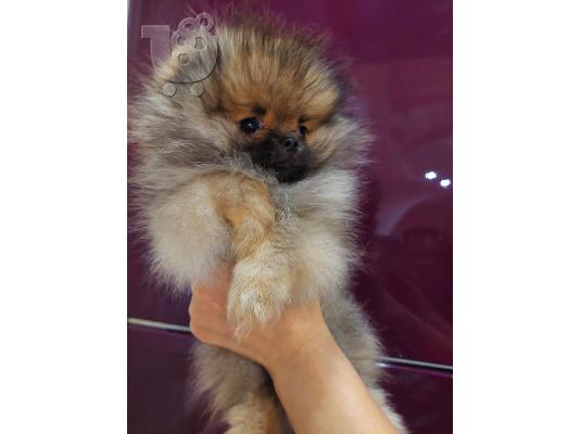 PoulaTo: Pomeranian Spitz αρκουδάκια