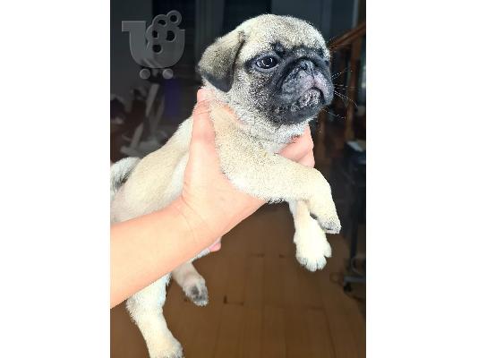 pugs for puppies for adoption