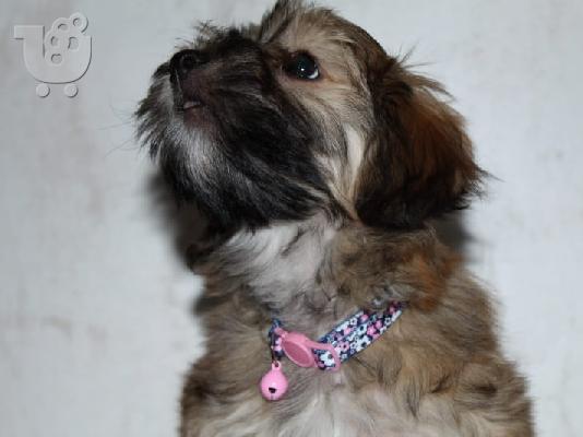 PoulaTo: Κουτάβι Havanese bichon
