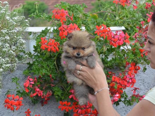 Κουτάβια Pomeranian