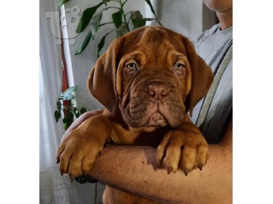 Dogue de Bordeaux