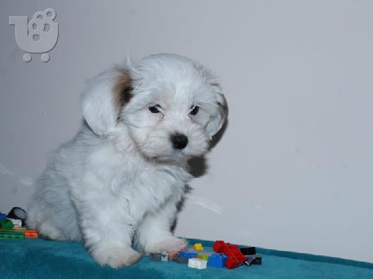 Havanese bichon κουτάβια