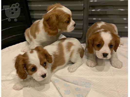 Πωλείται Cavalier King Charles Spaniel