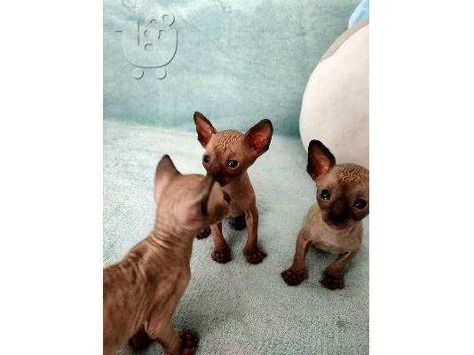 PoulaTo: Cornish Rex Kittens