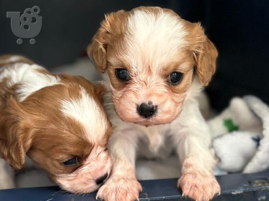 PoulaTo: Ο αξιολάτρευτος Cavalier King Charles προς πώληση