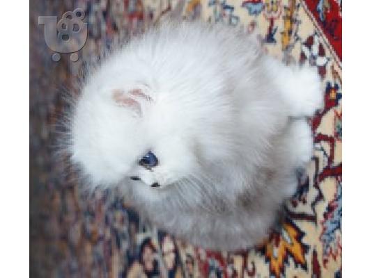 Καθαροαιμο γατακια περσιας chinchilla