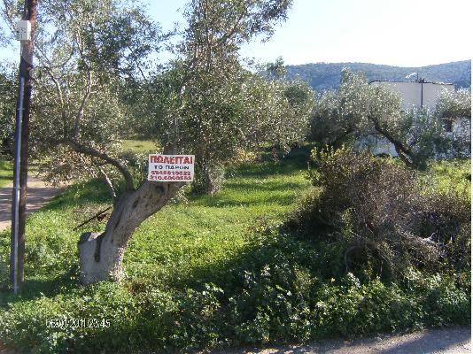 PoulaTo: ΣΑΛΑΜΙΝΑ ΟΙΚΟΠΕΔΟ
