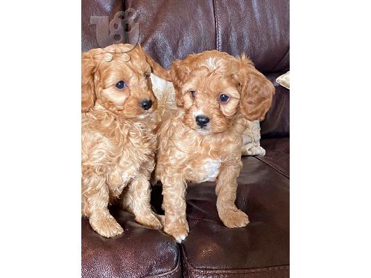 Το υπέροχο cavapoo μας είχε μια γέννα από 6 κόκκινα