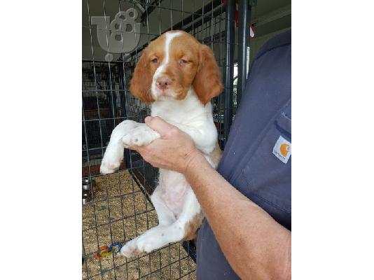 PoulaTo: Brittany Spaniel Puppies