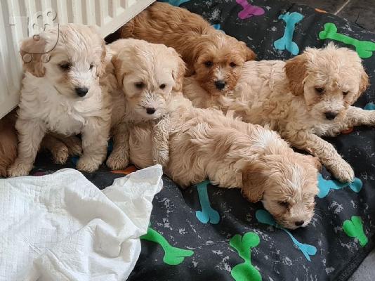 PoulaTo: Cavapoo Red