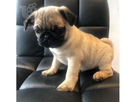 PoulaTo: Pug Puppies Available