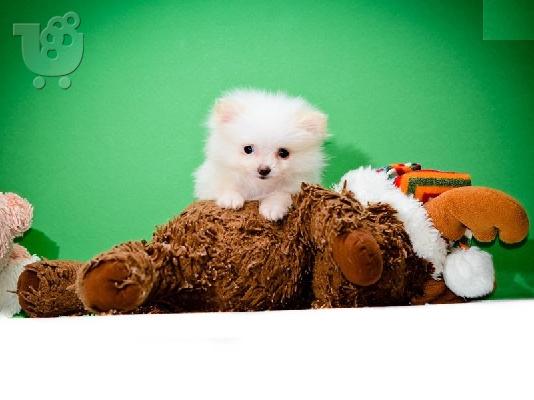 Καθαρά Pomeranian Puppies διαθέσιμα