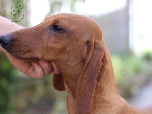 Dachshund
