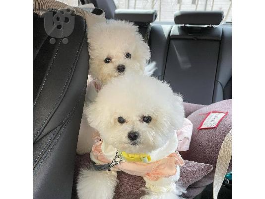 Η Pedigree Maltese Fija γέννησε 4 υγιή κουτάβια.