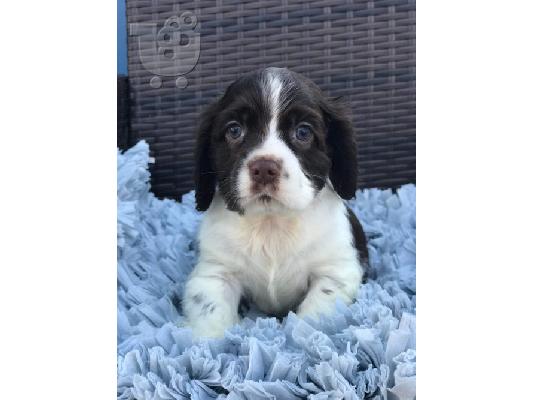 PoulaTo: Cocker Spaniel Puppies Available for sale