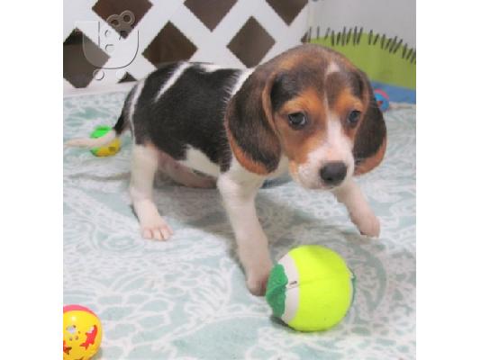 PoulaTo: Beagle puppies