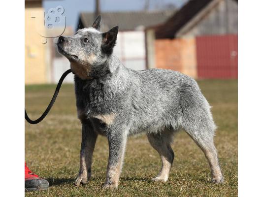 Κουτάβια Australian Cattle Dog