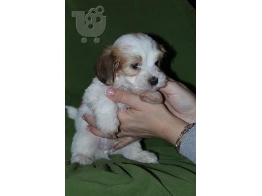 Havanese bichon κουτάβια