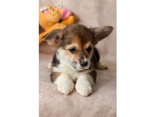 Welsh Corgi (Pembroke)