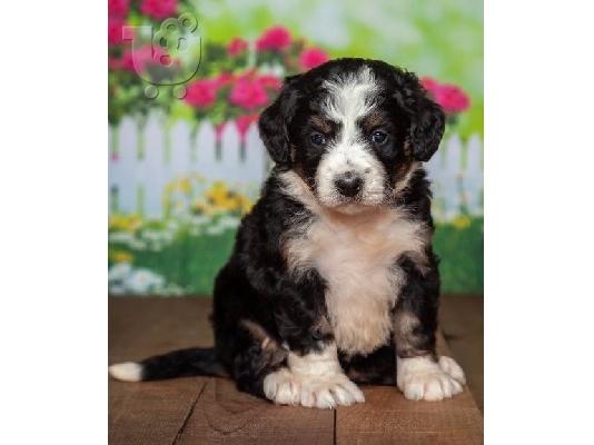 PoulaTo: Bernedoodle puppies