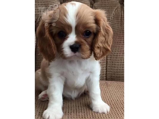 PoulaTo: καβαλάρης βασιλιάς Κάρολος/ cavalier king charles