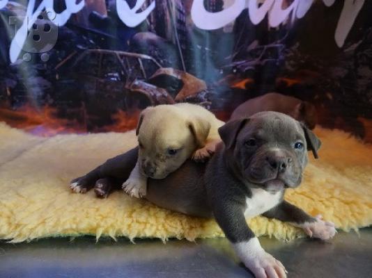 PoulaTo: Εγγεγραμμένα κουτάβια pitbull για επανένταξη