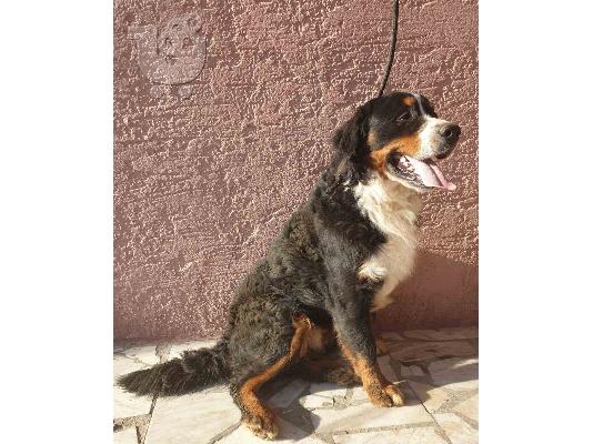 PoulaTo: Ορεινός σκύλος Bernese