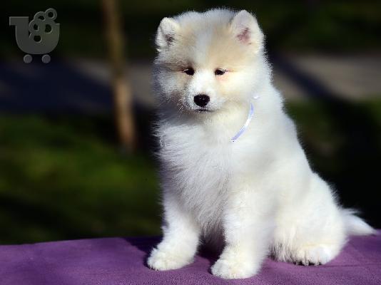 PoulaTo: Samoyed κουτάβια