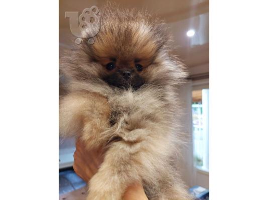 Pomeranian Spitz αρκουδάκια
