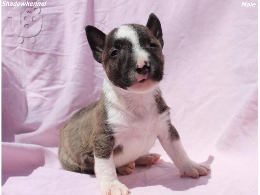 Κουτάβια Mini Bull Terrier