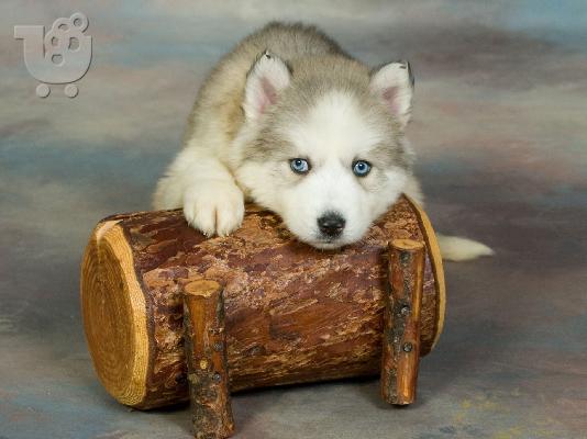 PoulaTo: Siberian Husky Puppies