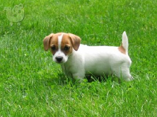 Πωλούνται πολύ παιχνιδιάρικα κουτάβια Jack Russell Terrier...