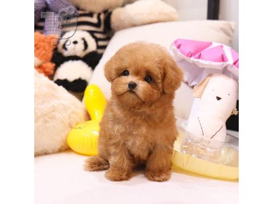 PoulaTo: Διαθέσιμα κουτάβια Maltipoo