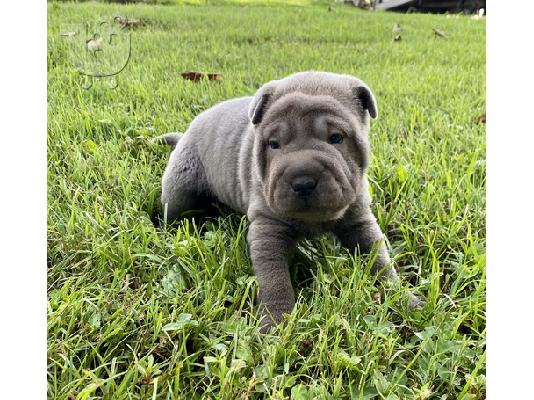 PoulaTo: Shar Pei Puppies