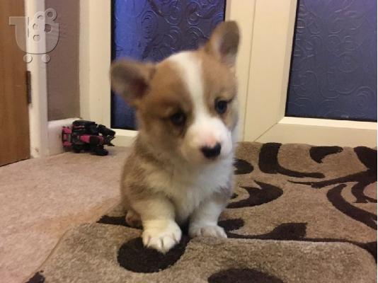 Πανέμορφα Pembroke Welsh Corgi Puppies Ready.