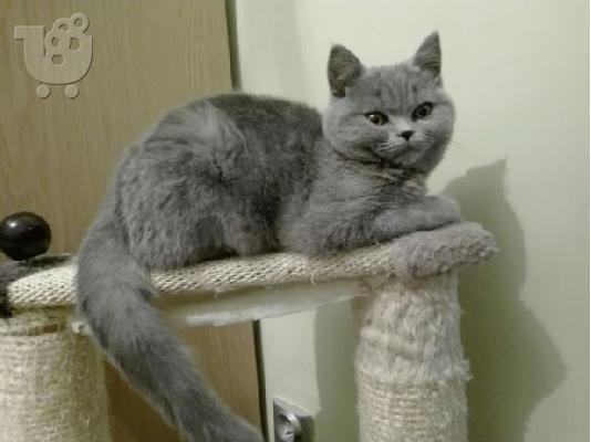 PoulaTo: βρετανικά γατάκια μικρής ηλικίας  / british shorthair