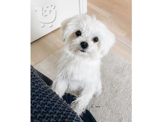 Η Pedigree Maltese Fija γέννησε 4 υγιή κουτάβια.