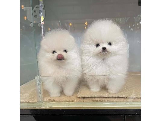 PoulaTo: Αξιολάτρευτο κουτάβι Pomeranian