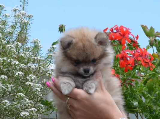 Κουτάβια Pomeranian