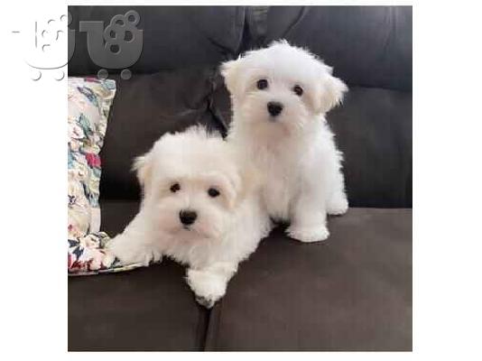 Η Pedigree Maltese Fija γέννησε 4 υγιή κουτάβια.