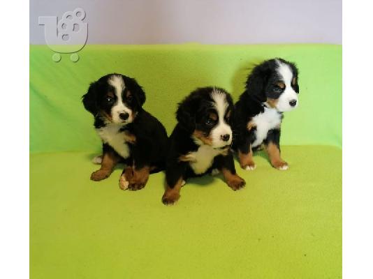 PoulaTo: Κουτάβια Bernese Mountain Dog
