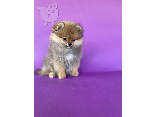 PoulaTo: Pomeranian Spitz κουτάβια προς πώληση